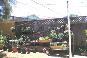 Vegies-Trees_Herbs